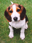犬