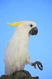 インコ